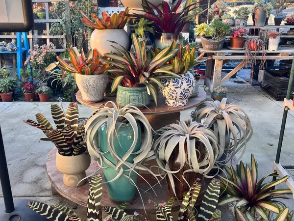 Air Plants