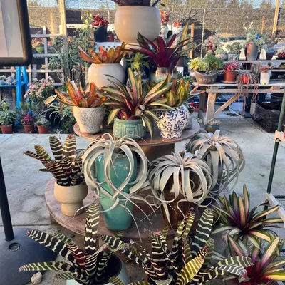 Air plants on display at Shuna Succulent House