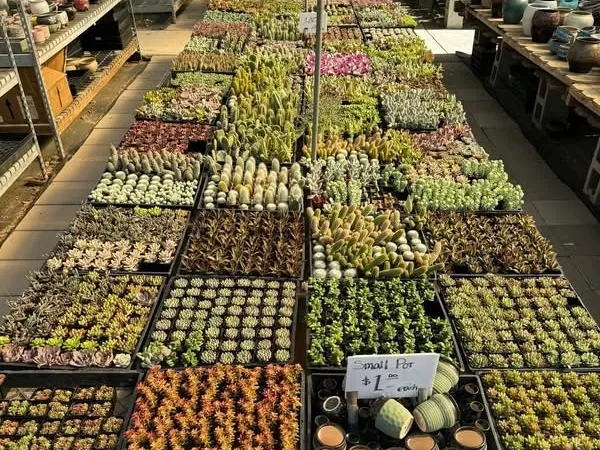 Assorted Succulent
