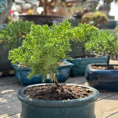 Bonsai-style succulent in a blue ceramic pot at Shuna Succulent House