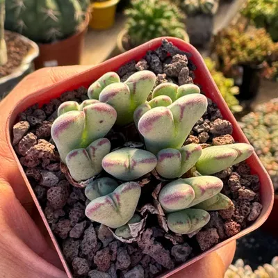 Conophytum Christiansenianum cluster at Shuna Succulent House