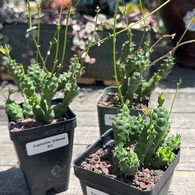 Potted Euphorbia Globosa succulents at Shuna Succulent House