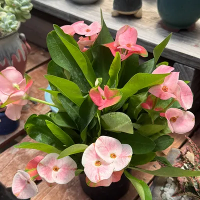 Euphorbia Milii Charlotte in bloom at Shuna Succulent House