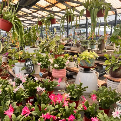 Hanging plants at Shuna Succulent House