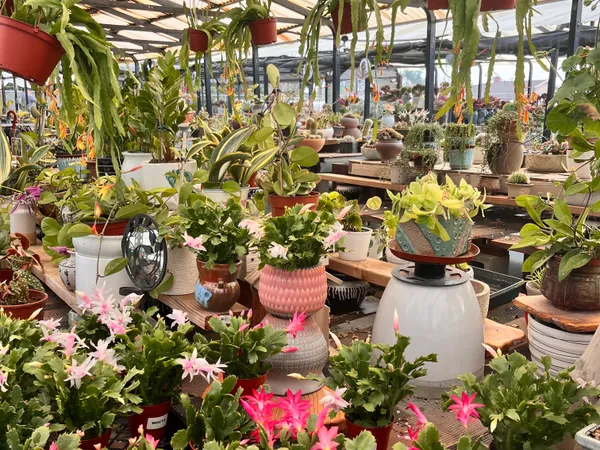 Hanging Plants