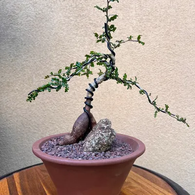 Operculicarya Decaryi (Elephant Tree) bonsai at Shuna Succulent House
