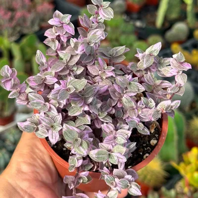 Pink and green variegated trailing succulent at Shuna Succulent House